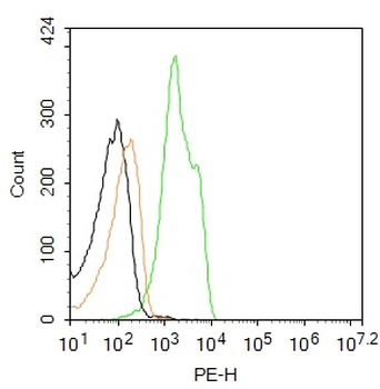 Cytokeratin 5 Rabbit Polyclonal Antibody (PE)