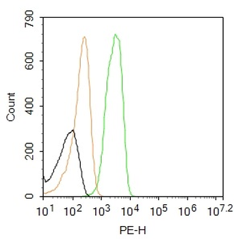 Syndecan-1 Rabbit Polyclonal Antibody (PE)