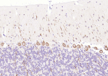 LC3A Mouse Monoclonal Antibody