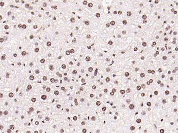 Histone H3 (di methyl K79) Mouse Monoclonal Antibody