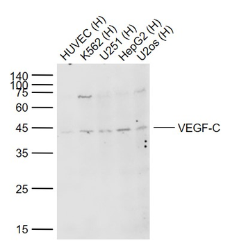 VEGF-C Rabbit Polyclonal Antibody