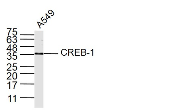 CREB-1 Rabbit Polyclonal Antibody