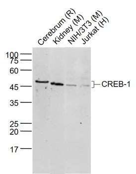CREB-1 Rabbit Polyclonal Antibody