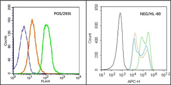 ZO-1/TJP1 Rabbit Polyclonal Antibody