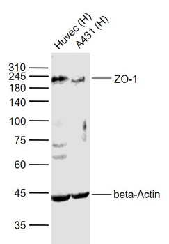 ZO-1/TJP1 Rabbit Polyclonal Antibody
