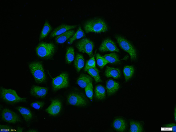 ABCG2 Rabbit Polyclonal Antibody