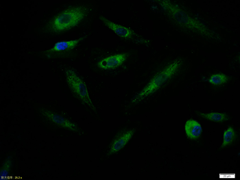 ABCG2 Rabbit Polyclonal Antibody