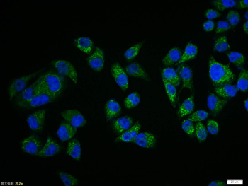 Phospho-PTEN (Ser385) Rabbit Polyclonal Antibody