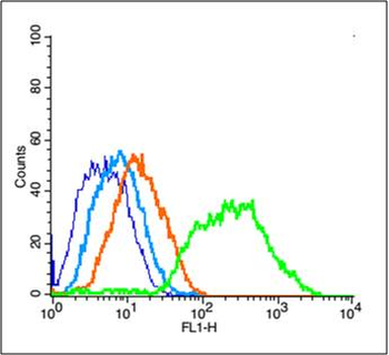 PSD95 Rabbit Polyclonal Antibody