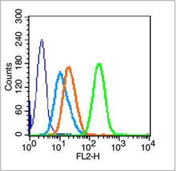 BRCA1 Rabbit Polyclonal Antibody
