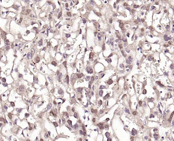 NUCB2 Rabbit Polyclonal Antibody