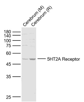 5HT2A Receptor Rabbit Polyclonal Antibody
