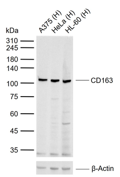 CD163 Rabbit Polyclonal Antibody