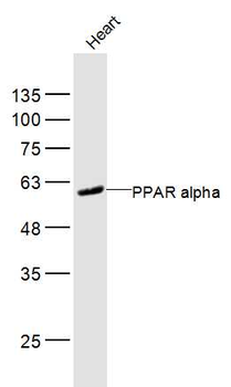 PPAR alpha Rabbit Polyclonal Antibody