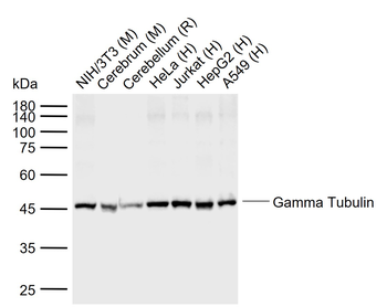 Gamma Tubulin Mouse Monoclonal Antibody