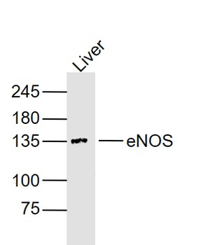 ENOS Mouse Monoclonal Antibody