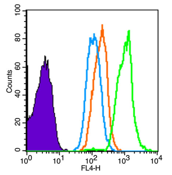 CD1B Rabbit Polyclonal Antibody