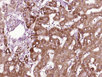 CD1B Rabbit Polyclonal Antibody