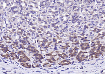 NQO1 Rabbit Polyclonal Antibody