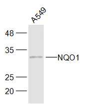 NQO1 Rabbit Polyclonal Antibody