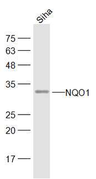 NQO1 Rabbit Polyclonal Antibody