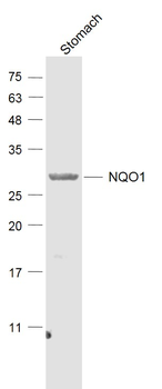 NQO1 Rabbit Polyclonal Antibody