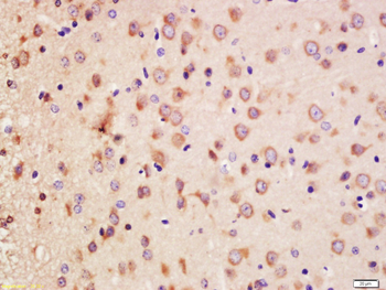 Erbin Rabbit Polyclonal Antibody
