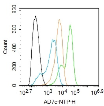 AD7c-NTP Rabbit Polyclonal Antibody