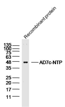 AD7c-NTP Rabbit Polyclonal Antibody