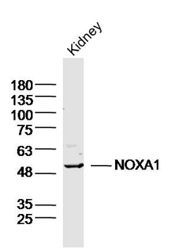 NOXA1 Rabbit Polyclonal Antibody