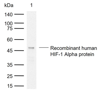HIF-1 Alpha Rabbit Polyclonal Antibody