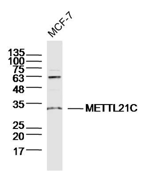 METTL21C Rabbit Polyclonal Antibody