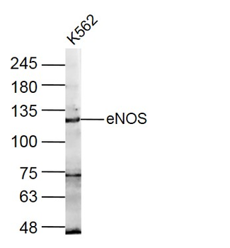 ENOS Rabbit Polyclonal Antibody