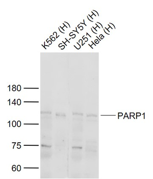 PARP1 Rabbit Polyclonal Antibody