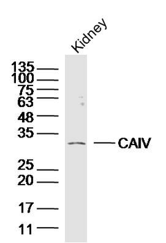 CAIV/Carbonic Anhydrase IV Rabbit Polyclonal Antibody