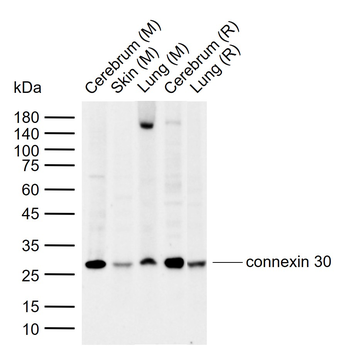 Connexin 30 Rabbit Polyclonal Antibody