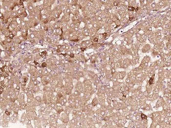 HBEGF Rabbit Polyclonal Antibody