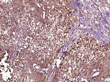 Cyclin B1 Mouse Monoclonal Antibody