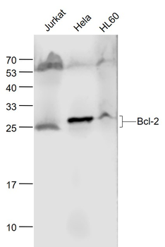 Bcl-2 Mouse Monoclonal Antibody