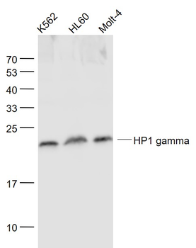 HP1 gamma Mouse Monoclonal Antibody