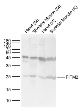 FITM2 Rabbit Polyclonal Antibody
