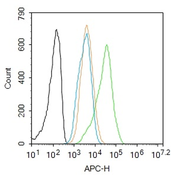 C-jun Rabbit Polyclonal Antibody
