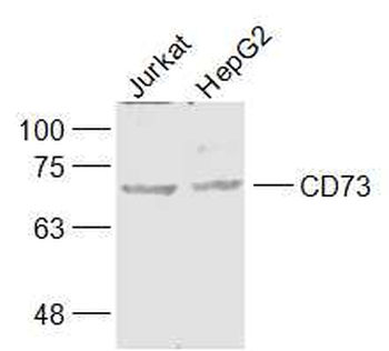 CD73 Rabbit Polyclonal Antibody