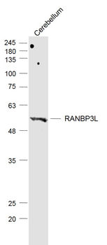 RANBP3L Rabbit Polyclonal Antibody