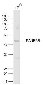 RANBP3L Rabbit Polyclonal Antibody