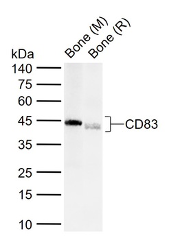 CD83 Rabbit Polyclonal Antibody
