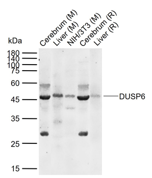 DUSP6 Rabbit Polyclonal Antibody