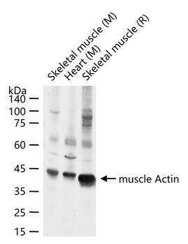 Muscle Actin Rabbit Polyclonal Antibody