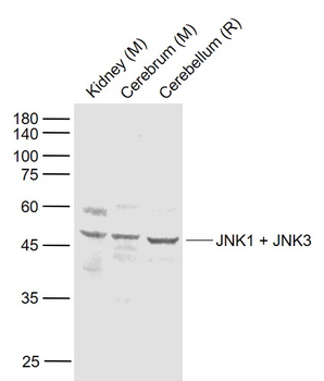 JNK1 + JNK3 Rabbit Polyclonal Antibody