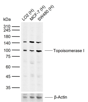 Topoisomerase I Rabbit Polyclonal Antibody
